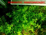 Хемиантус микроимоидес -- аквариумное растение... и много других аквар