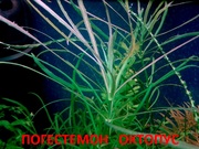 Погестемон октопус -- аквариумное растение и другие растения...