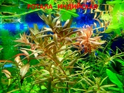 Ротала ---- аквариумные растения и много других аквариумных растений