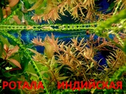Ротала --- аквариумные растения и много других аквариумных растений.