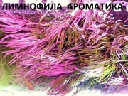 Лимнофила ароматика ---- аквариумное растение и разные растения.