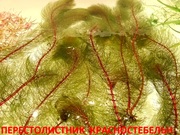 Перестолистник красностебельный -- аквариумное растение,  и другие...