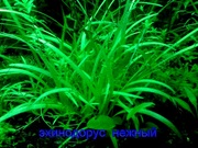 Эхинодорус тенелиус - аквариумное растение и другие разные растения. 
