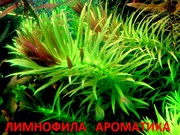 Лимнофила ароматика и др. растения. НАБОРЫ растений для запуска акваса
