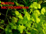 Бакопа австролийская -- аквариумное растение и много других ...