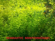 Хемиантус микроимоидес --- аквариумное растение и другие растения.
