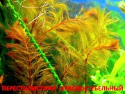 Перестолистник красный -- - аквариумное растение и много разных растений